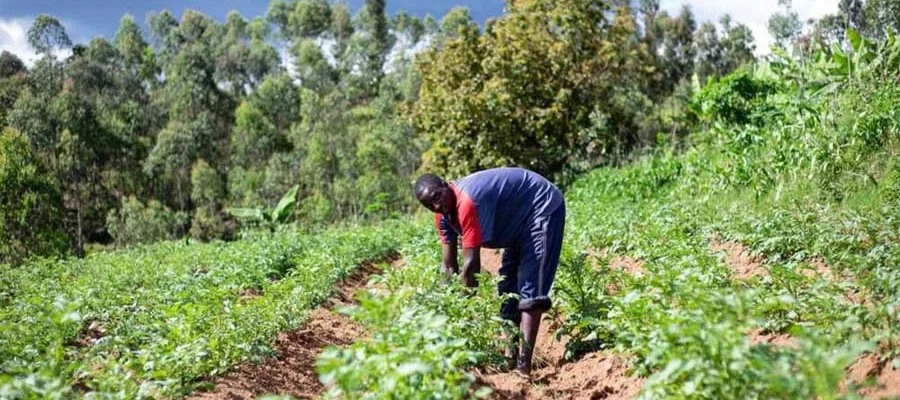 Understanding the Basics of Farming and Ranching in Guyana - A Comprehensive Guide for Farmers and Tractor Importers