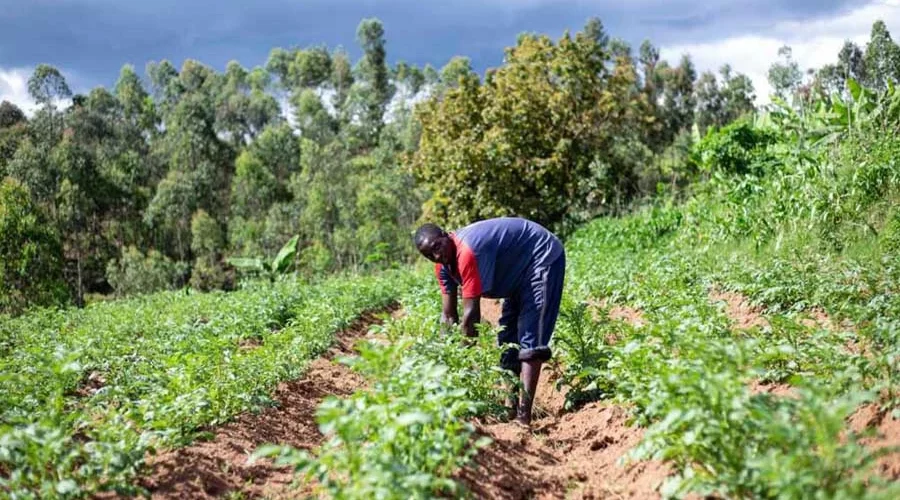 Understanding the Basics of Farming and Ranching in Guyana - A Comprehensive Guide for Farmers and Tractor Importers